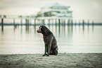 sitting Labrador Retriever