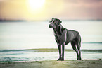 standing Labrador Retriever