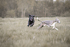 2 dogs