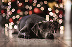 lying Labrador Retriever