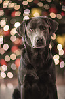 Labrador Retriever Portrait