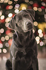 Labrador Retriever Portrait