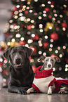 2 dogs