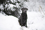 sitting Labrador Retriever