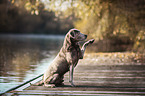 Labrador Retriever gives paw
