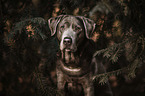 Labrador Retriever Portrait