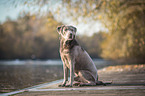 sitting Labrador Retriever