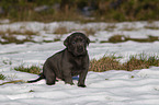 Labrador Retriever Puppy