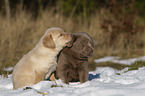 Labrador Retriever Puppies