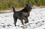 running Labrador Retriever