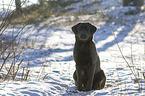 sitting Labrador Retriever