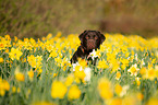 Labrador Retriever Portrait