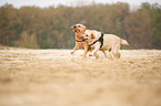 2 Labrador Retriever