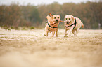 2 Labrador Retriever