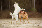 2 Labrador Retriever
