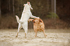 2 Labrador Retriever