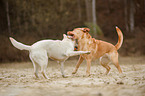 2 Labrador Retriever