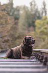 brown Labrador Retriever