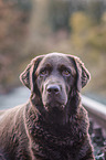 brown Labrador Retriever