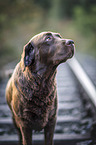 brown Labrador Retriever