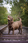 brown Labrador Retriever