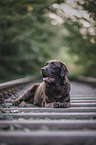 brown Labrador Retriever
