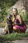 silver male Labrador Retriever