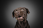 brown Labrador Retriever