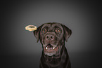 brown Labrador Retriever