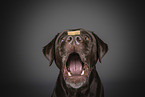 brown Labrador Retriever