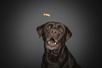 brown Labrador Retriever