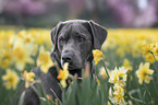 Labrador Retriever Portrait