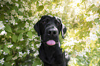 Labrador Retriever Portrait