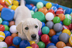 Labrador Retriever Puppy