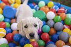 Labrador Retriever Puppy