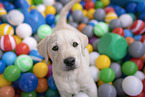 Labrador Retriever Puppy