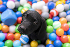 Labrador Retriever Puppy
