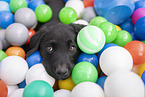 Labrador Retriever Puppy