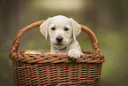Labrador Retriever Puppy