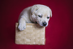 Labrador Retrievern Puppy