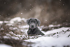 Labrador Retriever Puppy