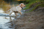 Labrador Retriever Puppy