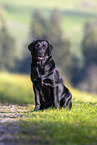 sitting Labrador Retriever