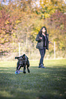 Labrador Retriever in autumn