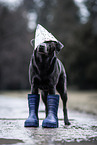 female Labrador Retriever