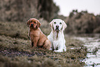 2 Labrador Retriever