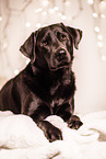 female Labrador Retriever