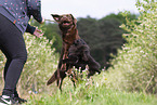 brown Labrador Retriever