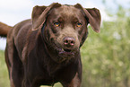 brown Labrador Retriever