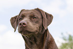 brown Labrador Retriever